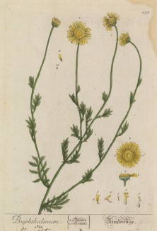Волово око (Buphthalmum salicifolium (лат.)) (лист 439 "Гербария" Элизабет Блеквелл, изданного в Нюрнберге в 1760 году)