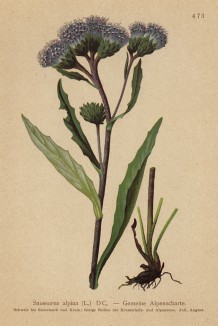 Соссюрея альпийская (Saussurea alpina (лат.)) (из Atlas der Alpenflora. Дрезден. 1897 год. Том V. Лист 473)