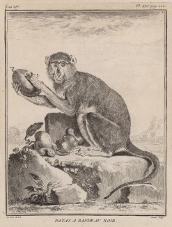 Обыкновенный гусар, или патас, он же  красная мартышка. Лист XXV иллюстраций к четырнадцатому тому знаменитой "Естественной истории" графа де Бюффона. Париж, 1766