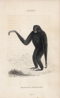 Сиаманг из семейства гиббонов (Hylobates Syndactyla (лат.)) (лист 4 тома II "Библиотеки натуралиста" Вильяма Жардина, изданного в Эдинбурге в 1833 году)