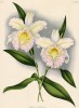 Орхидея SOBRALIA x VEITCHI (лат.) (лист DCCXL Lindenia Iconographie des Orchidées - обширнейшей в истории иконографии орхидей. Брюссель, 1901)