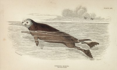 Морская выдра, она же калан, она же морской, или камчатский, бобр (enhydra marina (лат.)) (лист 20* тома I "Библиотеки натуралиста" Вильяма Жардина, изданного в Эдинбурге в 1842 году)