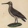 Бекас (лист из альбома литографий "Галерея птиц... королевского сада", изданного в Париже в 1825 году)