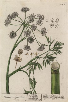 Цикута (кошачья петрушка, вяха, омег, омежник, водяная бешеница, мутник, собачий дягиль, гориголова, свиная вошь и т.п.) -- одно из самых ядовитых растений (лист 574a "Гербария" Элизабет Блеквелл, изданного в Нюрнберге в 1760 году)