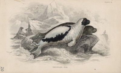Гренландские тюлени (Phoсa Grenlandica (лат.)) (лист 19 тома VII "Библиотеки натуралиста" Вильяма Жардина, изданного в Эдинбурге в 1838 году)