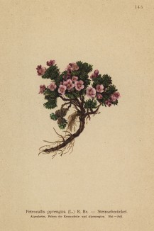 Драба, или крупка пиренейская (Petrocallis pyrenaica (лат.)) (из Atlas der Alpenflora. Дрезден. 1897 год. Том II. Лист 145)