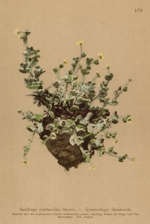 Камнеломка паутинная (из Atlas der Alpenflora. Дрезден. 1897 год. Том II. Лист 179)