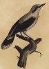 Каменка обыкновенная (лист из альбома литографий "Галерея птиц... королевского сада", изданного в Париже в 1825 году)