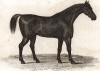 Упряжная лошадь. Английская гравюра, изданная в 1809 г.