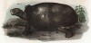 Чёрная черепаха Cylindraspis Vosmarii (лат.) (из Naturgeschichte der Amphibien in ihren Sämmtlichen hauptformen. Вена. 1864 год)