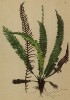 Дербянка колосистая, или блехнум колосистый (из Atlas der Alpenflora. Дрезден. 1897 год. Том I. Лист 9)