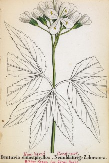 Зубянка девятилистная (Dentaria enneaphyllos (лат.)) (лист 49 известной работы Йозефа Карла Вебера "Растения Альп", изданной в Мюнхене в 1872 году)