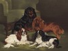Английские тойспаниели (из "Книги собак" Веро Шоу, украшенной великолепными иллюстрациями Чарльза Барбера. Лондон. 1881 год)