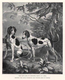 Предок современных фоксхаундов (слева) и пойнтер (с картины французского художника Александра Деспорта (ок. 1700 г.)) (из "Книги собак" Веро Шоу, изданной в Лондоне в 1881 году)