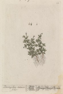 Камнеломка (Saxifraga petraea (лат.)). Название происходит от латинского saxum -- "скала" и frango -- "разбивать", за способность селиться в трещинах скал (лист 212 "Гербария" Элизабет Блеквелл, изданного в Нюрнберге в 1757 году)