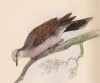 Белобрюхая горлица (Columba Jamaicensis (лат.)) (лист 24 тома XIX "Библиотеки натуралиста" Вильяма Жардина, изданного в Эдинбурге в 1843 году)