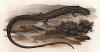 Ящерица Chirocolus imbricatus (лат.), обитающая в Бразилии (из Naturgeschichte der Amphibien in ihren Sämmtlichen hauptformen. Вена. 1864 год)