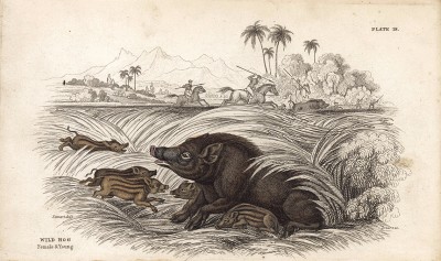 Дикая свинья и поросята прячутся от охотников. Wild Hog (англ.). Вильям Жардин, "Библиотека натуралиста". Эдинбург, 1840
