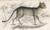 Буланая кошка (Felis Maniculata (лат.)) (лист 27 тома III "Библиотеки натуралиста" Вильяма Жардина, изданного в Эдинбурге в 1834 году)