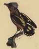 Луговой чекан (Platyrhyncus Horsfieldi (лат.)) (лист из альбома литографий "Галерея птиц... королевского сада", изданного в Париже в 1822 году)