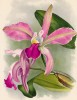 Орхидея CATTLEYA x LE CZAR (лат.) (лист DLIV Lindenia Iconographie des Orchidées - обширнейшей в истории иконографии орхидей. Брюссель, 1897)