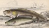 1. Менёк 2. Обыкновенный нитепёрый налим (1. Brosmius vulgaris 2. Phycis furcatus (лат.)) (лист 9 XXXIII тома "Библиотеки натуралиста" Вильяма Жардина, изданного в Эдинбурге в 1843 году)