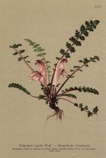 Мытник бесстебельный (Pedicularis acaulis (лат.)) (из Atlas der Alpenflora. Дрезден. 1897 год. Том IV. Лист 393)