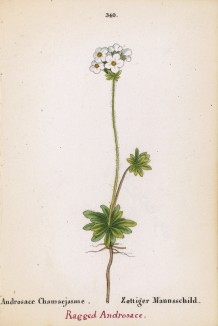 Проломник головчатый (Androsace Chamaejasme (лат.)) (лист 340 известной работы Йозефа Карла Вебера "Растения Альп", изданной в Мюнхене в 1872 году)