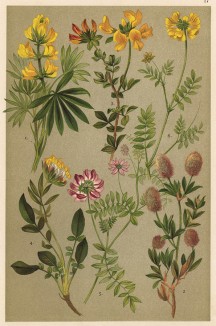 Люпин жёлтый (Lupinus luteus), клевер кошачий, или пашенный (Trifolium arvense), лядвенец рогатый (Lotus corniculatus), язвенник обыкновенный (Anthyllis Vulneraria), вязель разноцветный (Coronilla varia), подковник волосистый (Hippocrepis comosa)