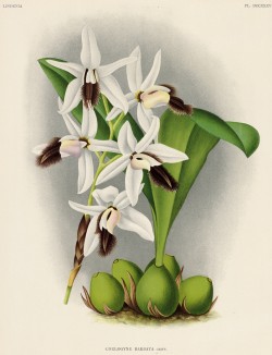 Орхидея COELOGINE BARBATA (лат.) (лист DCCXXXV Lindenia Iconographie des Orchidées - обширнейшей в истории иконографии орхидей. Брюссель, 1901)