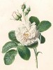 Пионы из Flore pittoresque dediée Aux Dames par A. Chazal... Париж. 1820 год. В 2000 году комплект этих лучших в истории французской книги начала XIX века ботанических иллюстраций был продан на аукционе "Кристи" за 209.462 $