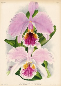 Орхидея CATTLEYA MOSSIAE (лат.) (лист DXLIV Lindenia Iconographie des Orchidées - обширнейшей в истории иконографии орхидей. Брюссель, 1896)