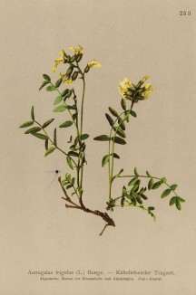 Астрагал холодный (Astragalus frigidus (лат.)) (из Atlas der Alpenflora. Дрезден. 1897 год. Том III. Лист 253)