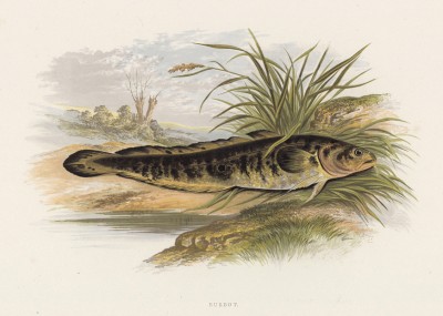 Налим (иллюстрация к "Пресноводным рыбам Британии" -- одной из красивейших работ 70-х гг. XIX века, выполненных в технике хромолитографии)