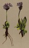 Примула липкая (Primula glutinosa (лат.)) (из Atlas der Alpenflora. Дрезден. 1897 год. Том IV. Лист 310)