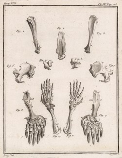 Кости различных животных (лист XV иллюстраций к седьмому тому знаменитой "Естественной истории" графа де Бюффона, изданному в Париже в 1758 году)