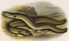 Остроносый и широконосый угри (иллюстрация к "Пресноводным рыбам Британии" -- одной из красивейших работ 70-х гг. XIX века, выполненных в технике хромолитографии)