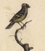 Хохлатый тиранн (Tyrannulus elatus (лат.)) (лист из альбома литографий "Галерея птиц... королевского сада", изданного в Париже в 1822 году)