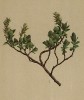 Ива альпийская (Salix Jacquiniana W. (лат.)) (из Atlas der Alpenflora. Дрезден. 1897 год. Том I. Лист 78)
