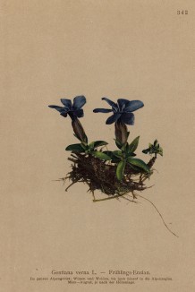 Горечавка весенняя (Gentiana verna (лат.)) (из Atlas der Alpenflora. Дрезден. 1897 год. Том IV. Лист 342)