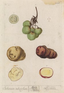 Плод паслёна (Solanum (лат.)) (лист 523b "Гербария" Элизабет Блеквелл, изданного в Нюрнберге в 1760 году)