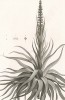 Змеелистник, или Дракофиллум (Dracophyllum verticillatum) - эндемик Австралии и Океании. Atlas pour servir à la relation du voyage à la recherche de La Pérouse, л.40. Париж, 1800