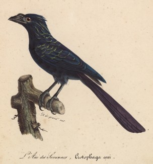 Синяя ани, или кукушка-личинкоед (лист из альбома литографий "Галерея птиц... королевского сада", изданного в Париже в 1822 году)