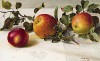 Аппетитные яблоки: Гасконское красное, Чарлз Росс, Пепин Аллингтон (Apples: Gascogne's Scarlet, Charles Ross, Allington Pippin). The Gardener's Assistant. Лондон, 1900