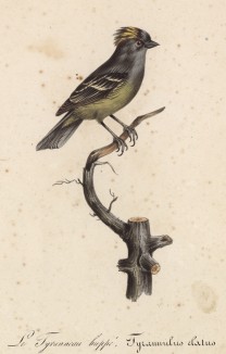 Хохлатый тиранн (Tyrannulus elatus (лат.)) (лист из альбома литографий "Галерея птиц... королевского сада", изданного в Париже в 1822 году)