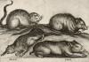 Итальянские мыши (sorci (ит.)) XVI столетия (лист из альбома Nova raccolta de li animali piu curiosi del mondo disegnati et intagliati da Antonio Tempesta... Рим. 1651 год)