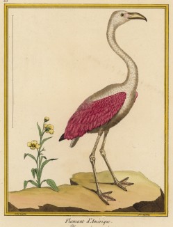 Великолепный американский фламинго (из Table des Planches Enluminées d'Histoire Naturelle de M. D'Aubenton (фр.). Утрехт. 1783 год (лист 63))