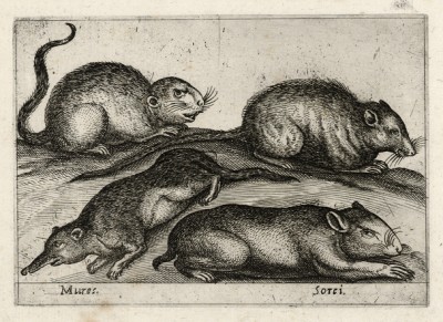 Итальянские мыши (sorci (ит.)) XVI столетия (лист из альбома Nova raccolta de li animali piu curiosi del mondo disegnati et intagliati da Antonio Tempesta... Рим. 1651 год)