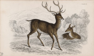 Благородный олень (Cervus Elaphus (лат.)) (лист 33 тома VII "Библиотеки натуралиста" Вильяма Жардина, изданного в Эдинбурге в 1838 году)