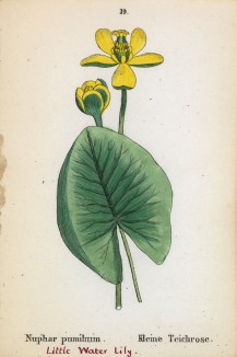 Кубышка малая (Nuphar pumila (лат.)) (лист 39 известной работы Йозефа Карла Вебера "Растения Альп", изданной в Мюнхене в 1872 году)